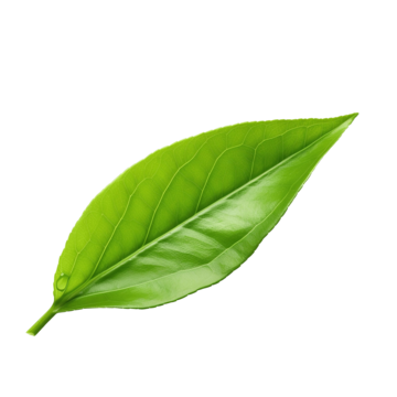 Image Slider 2